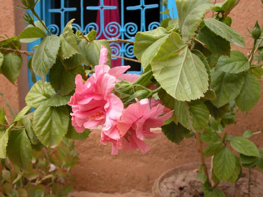 Bed and Breakfast Kasbah Iswan Kelaat-M'Gouna Экстерьер фото