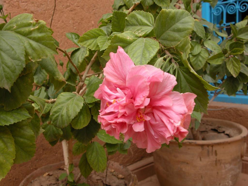 Bed and Breakfast Kasbah Iswan Kelaat-M'Gouna Экстерьер фото